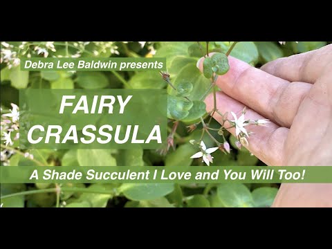 Video: Shade Tolerant Fairy Gardens – Tips om Fairy Gardening In The Shade