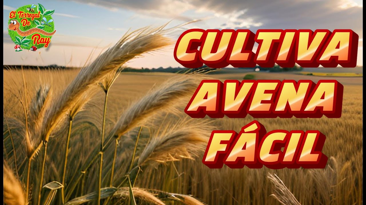 CULTIVA AVENA, PORCESO COMPLETO Y FÁCIL #AVENA #CULTIVA