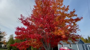 Amazing Maple Tree in Fall Season/Pinay Life in Canada