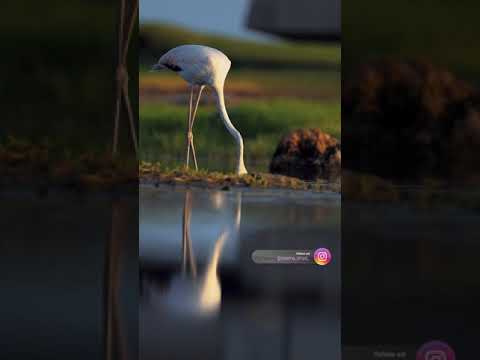  طائر النحام   