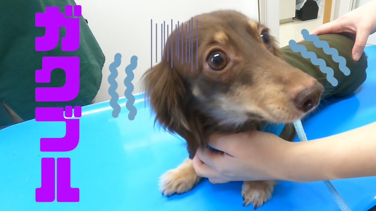 動画でわかる犬猫の神経ブロック 動画でわかる犬猫の神経ブロック | 臨床獣医学,内科系 | 株式会社学窓社