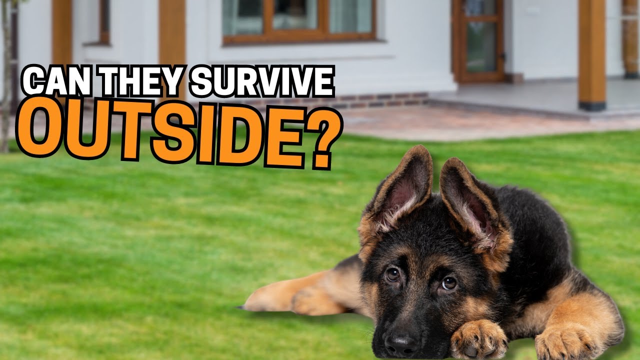 Can German Shepherds Live Outside?