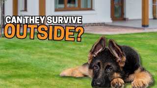 Can German Shepherds Live Outside? Can German Shepherds Live Outside?