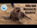 2 Baby Seals Rescued By Kayakers