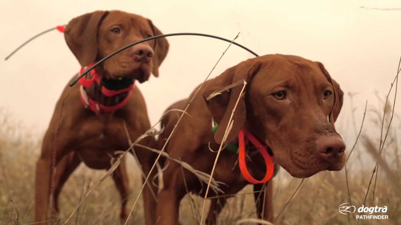 geo fence shock collar