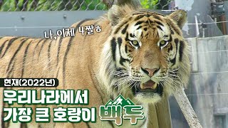 우리나라에서 가장 큰 호랑이 백두의 카리스마 눈빛 / 서울대공원 시베리아 호랑이 백두