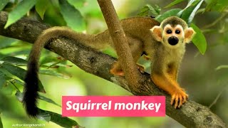 Squirrel Monkeys (Saimiri) by A to Z Animals & Plants 107 views 3 years ago 1 minute, 23 seconds
