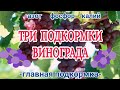 Три подкормки винограда (доступными удобрениями)🍇