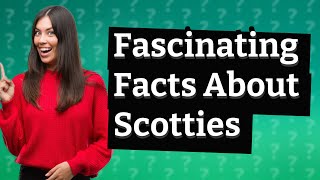 What Are the Top 10 Fascinating Facts About Scottish Terriers?