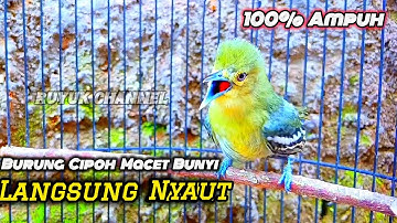 Burung Sirtu Cipoh Gacor Pancingan 100% Ampuh Burung Cipoh Macet Bunyi Langsung Nyaut@Ruyuk Channel