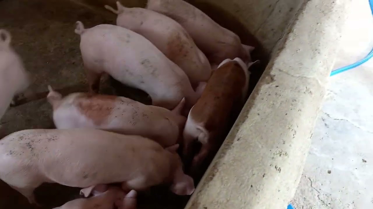 CÁCH CHĂM SÓC HEO CON MỚI MUA VỀ