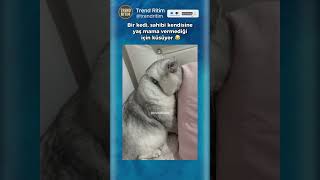 Mama Verilmediği İçin Küsen Kedi