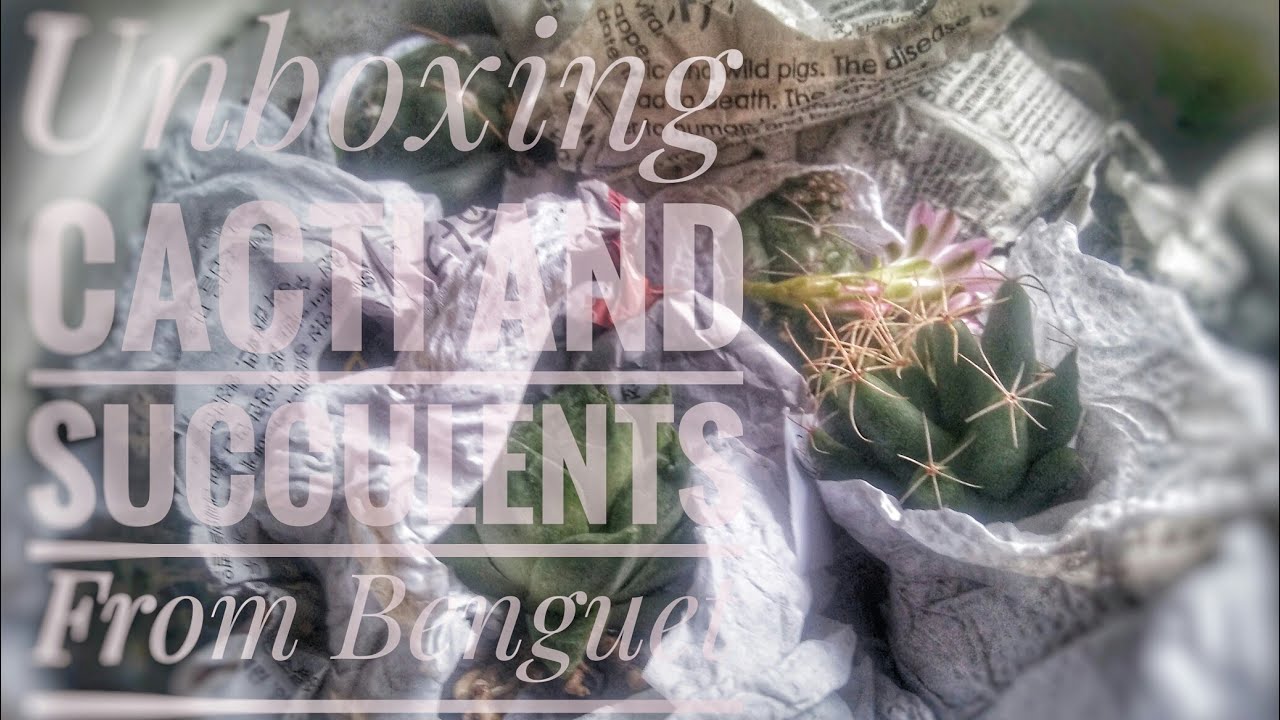 Unboxing: Cacti and Succulents From Benguet | With Cactus and Succulent