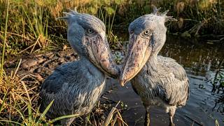 438 DAYS OF A SHOEBILL LIFE IN THE AFRICAN SWAMP