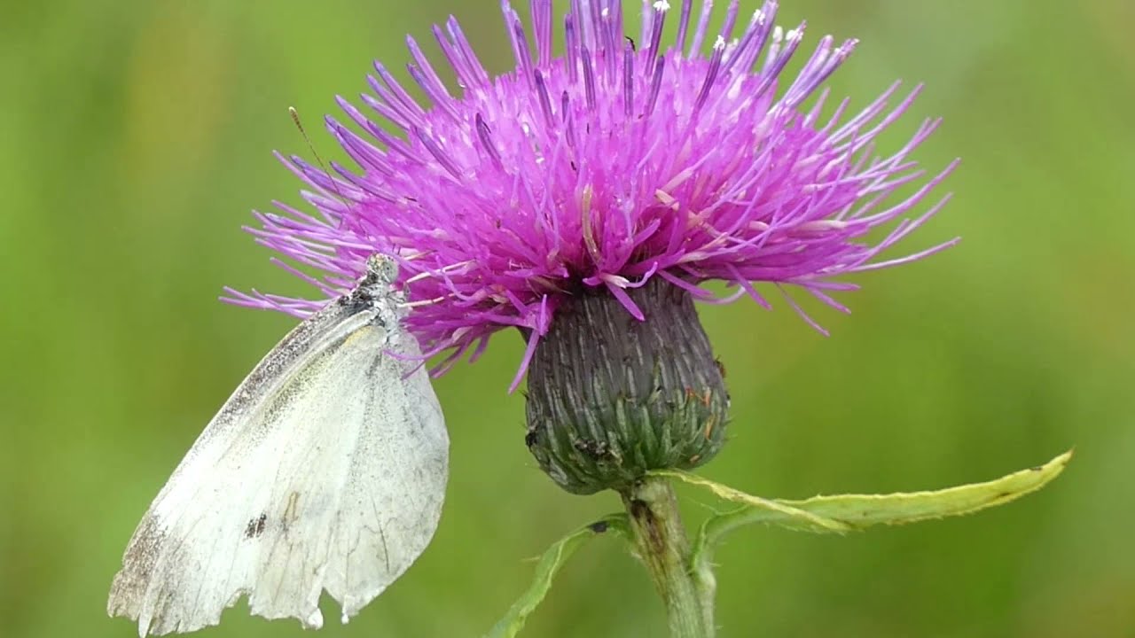 Small Cabbage White Butterflies Visit Japanese Thistle Flowers 240fps