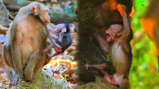 Pitiful newborn Monkey Shaking Body to take out of Kidnapping Monkey Cute Baby monkey SR