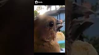 The Cardinal Is Frozen...lol