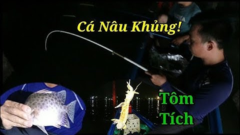 Câu Cá Nâu Sông Thị Vải l Dính Cá Nâu Khủng Và Cả Tôm Tích Ngay Giữa Lòng Sông! l Vlog #51