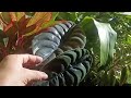 Muitas Plantas de Sombra que eu Cultivo em Pequeno Espaço com Raios de Sol da Manhã