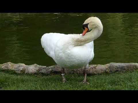 Vidéo: Cueillette De Plumes Chez Les Oiseaux