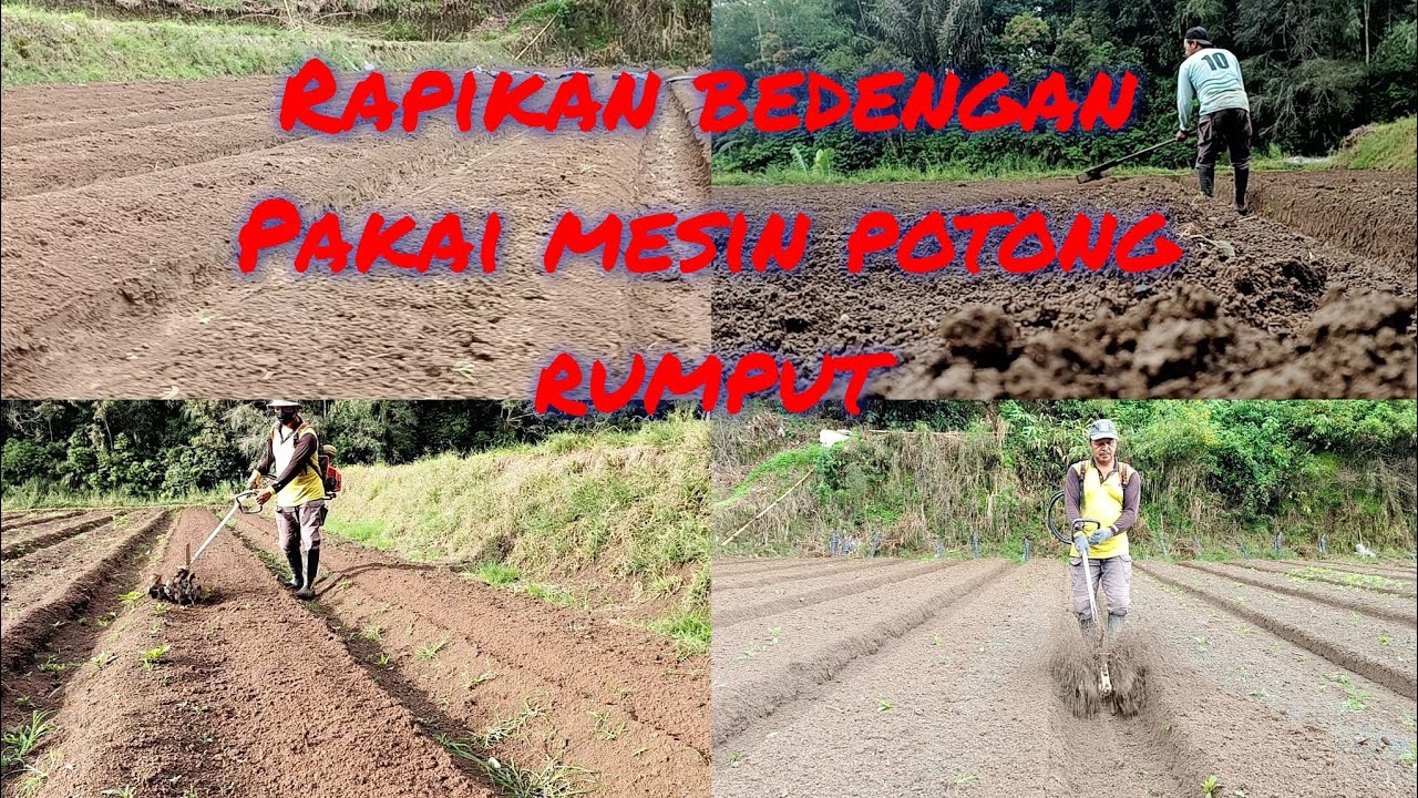merapikan bedengan pakai mesin potong rumput...