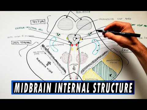 Video: Vilken struktur är en del av mellanhjärnan?