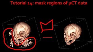 MorphoDig tutorial 14: mask regions of µCT data