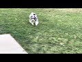 Mini Schnauzer loves playing at park