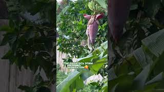 Внимание в моменте жизни🐿️🍌🤩 это красиво 🫶     #силавнимания #