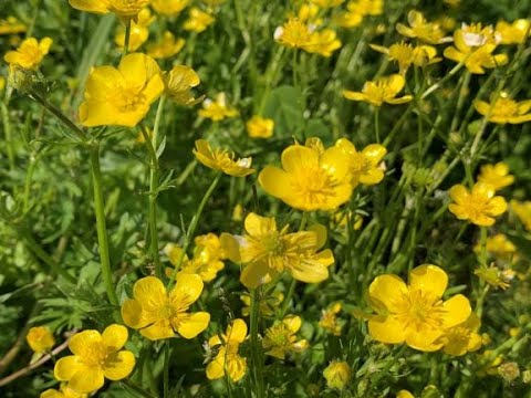 Video: Buttercup (plant) Caustic, Poisonous, Creeping - Useful Properties And Use Of Buttercup, Buttercup Leaves And Flowers