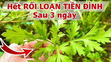 Hết Rối Loạn Tiền Đình sau 3 ngày. PHAN HẢI Channel