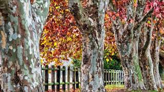 About   Sycamore Trees from seedling to large trees
