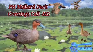 Mallard Duck Greetings Call HD  Proven Effective