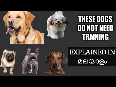 THESE DOGS DO NOT NEED TRAINING| EXPLAINED IN മലയാളം|