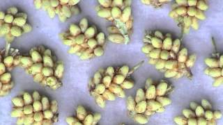 Edible Plants: Pine Pollen