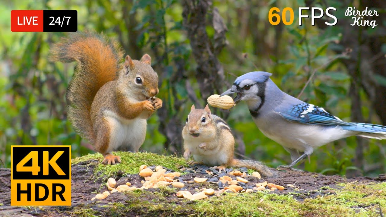 🔴 24/7 LIVE: Cat TV 😺 All Birds, Chipmunks Squirrels Enjoy the Present 🐿 4K Cat Games HDR