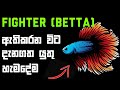 How to care betta fish (fighter) and Information about betta fish in sinhala /betta fish sinhala.