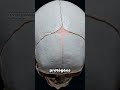 Pourquoi il ne faut pas toucher la tête d'un bébé