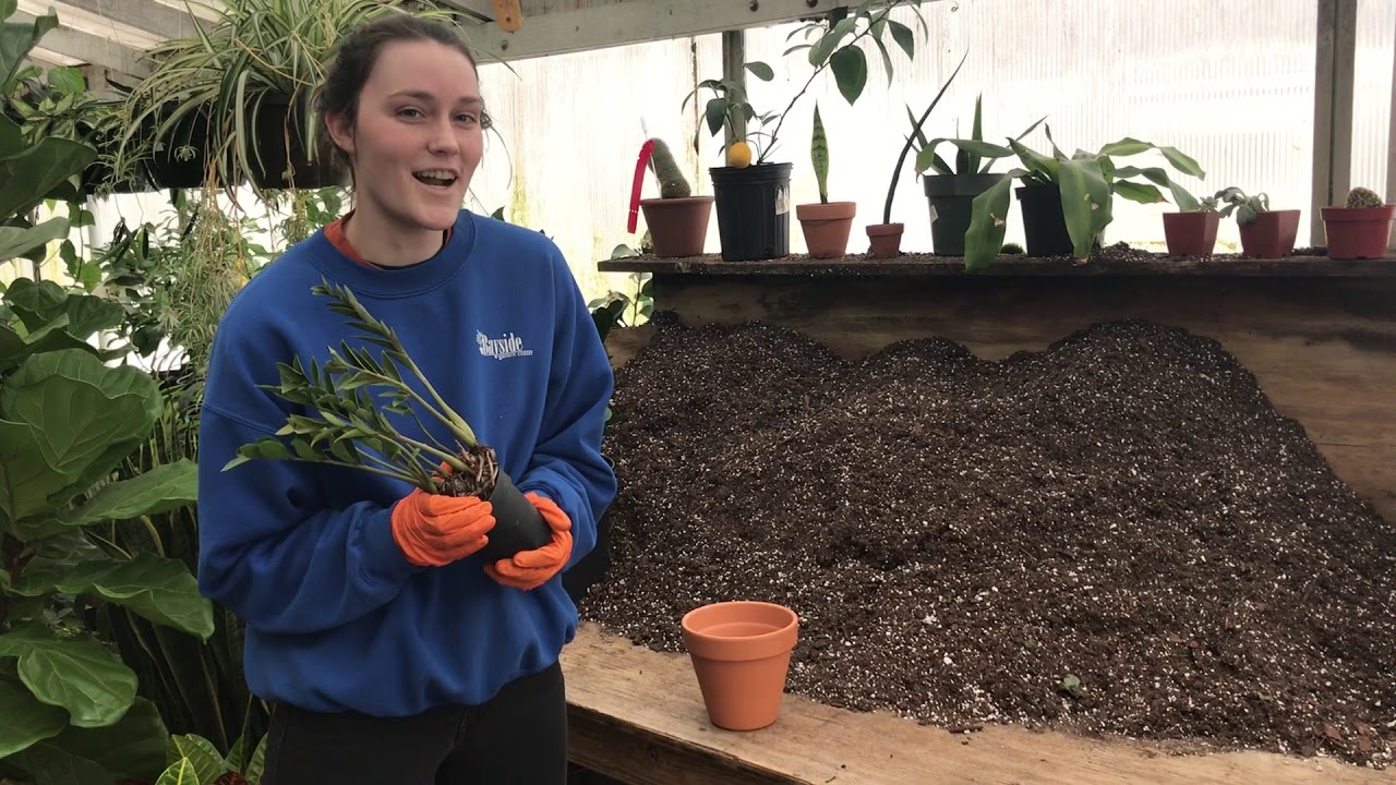 Repotting Plants ZZ Plant YouTube