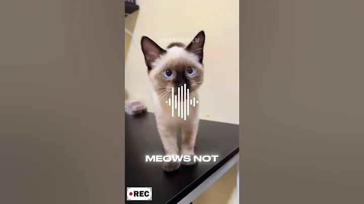 Watch the video about Siamese Cats