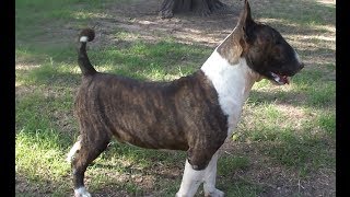 Bull Terrier Ingles, Cel.- 33-1089-6695 &quot;Pumba&quot; Disponible // Available. (14 monts)