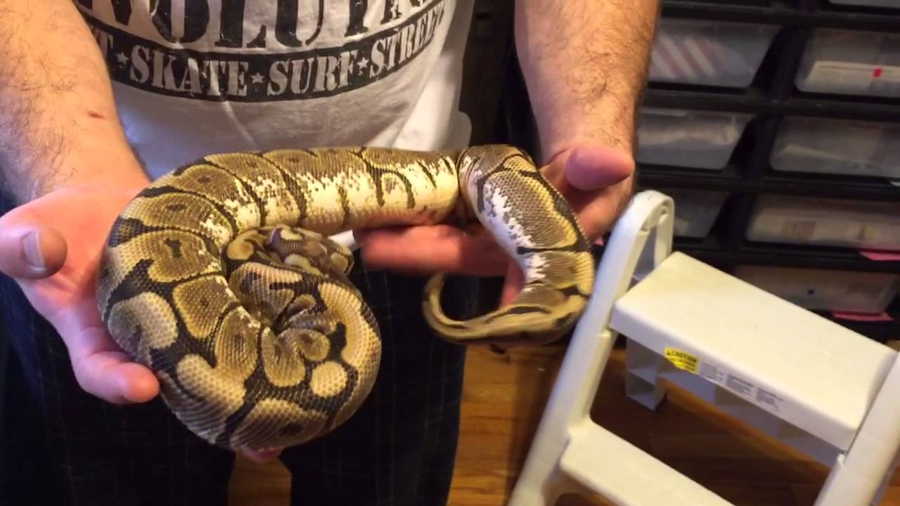 Ball python update part 2. 3/15/15 - YouTube