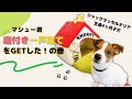 【子犬にプレゼント】初めてペットハウスをもらった子犬の反応が可愛すぎる【ジャックラッセルテリアのマシュー君】