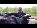 Regenerative Farming Practices - Water Buffalo