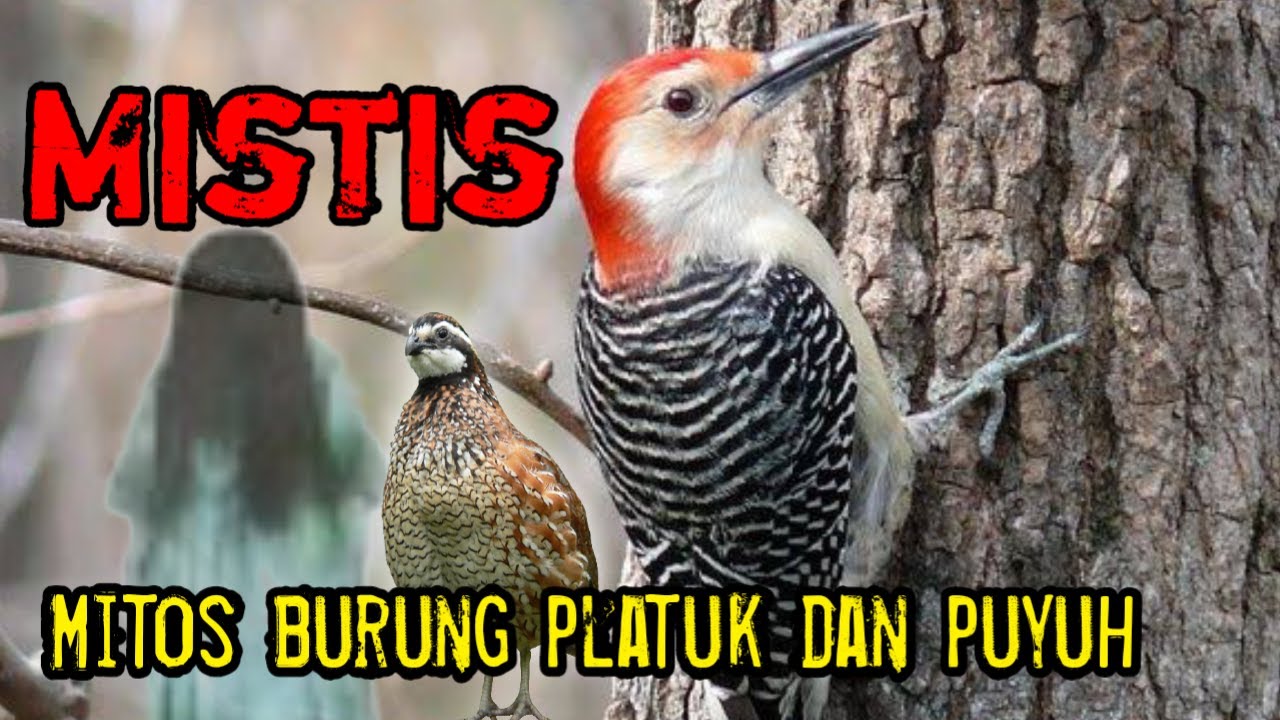 Mitos dan fakta burung platuk dan burung puyuh mistis !! 