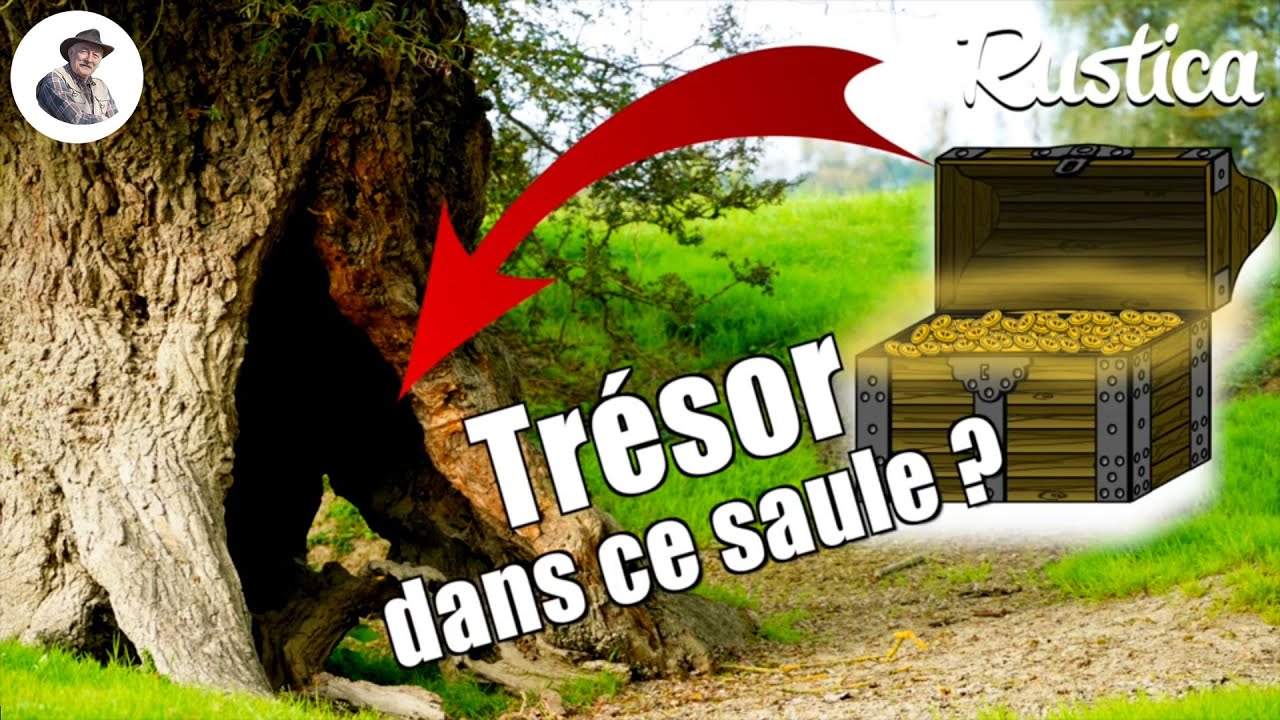 Les saules blancs protègent les berges des rivières !