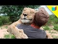 Top 10 Increbles Animales Que Salvaron Vidas Humanas | TheRandomBox