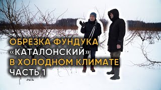 ОБРЕЗКА ФУНДУКА «КАТАЛОНСКИЙ» В ХОЛОДНОМ КЛИМАТЕ ЧАСТЬ 1