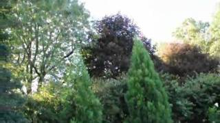 Shade and Deer Resistant Plants Profile