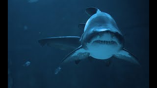 Nature Relaxation Colorful Sea Life 4K Underwater footage+ Music #relaxation#4K